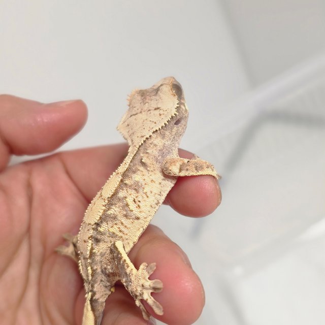 노멀 화이트 화이트스팟