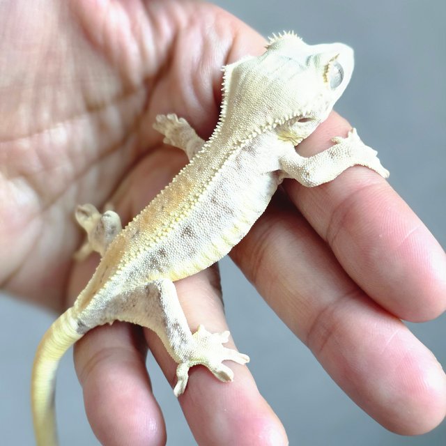 릴리화이트 레드