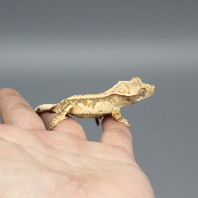 노멀 트라이 익스트림할리퀸