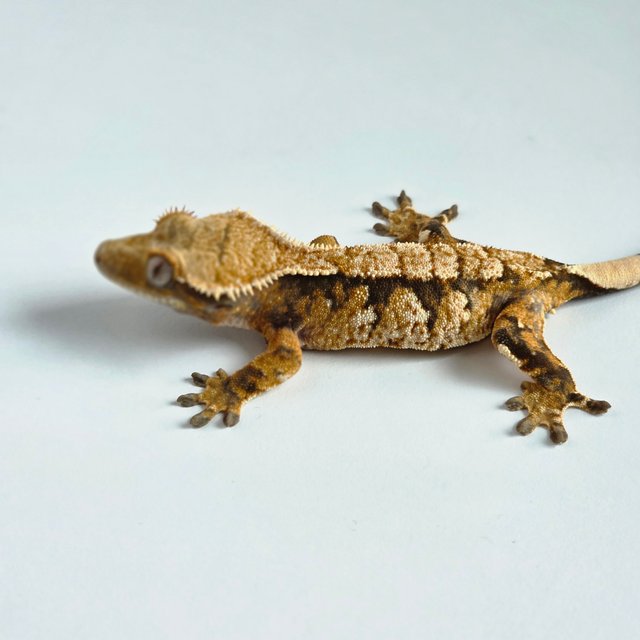 노멀 화이트스팟 텐저린