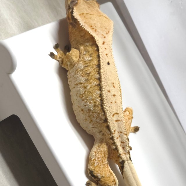 노멀 트라이 익스트림할리퀸 옐로우