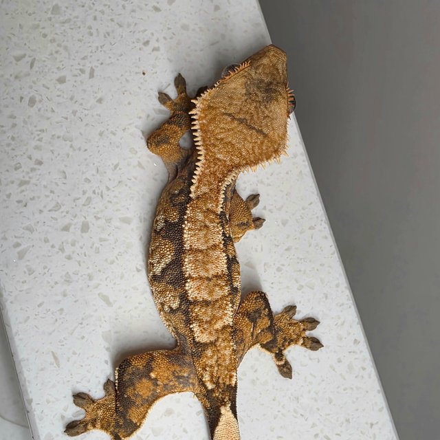 노멀 화이트스팟 텐저린