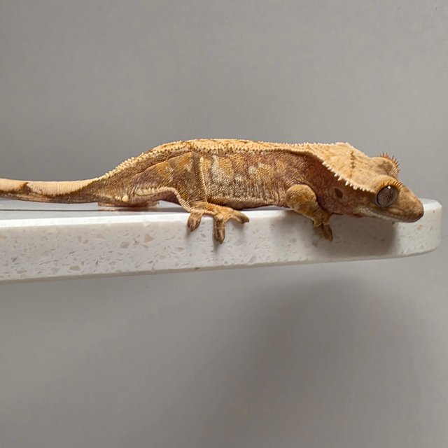 노멀 트라이 화이트스팟