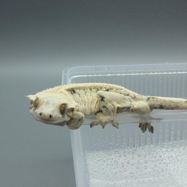 노멀 트라이 익스트림할리퀸 화이트