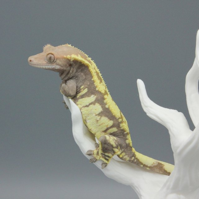 카푸치노 트라이