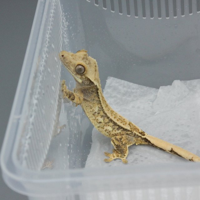 노멀 트라이 익스트림할리퀸