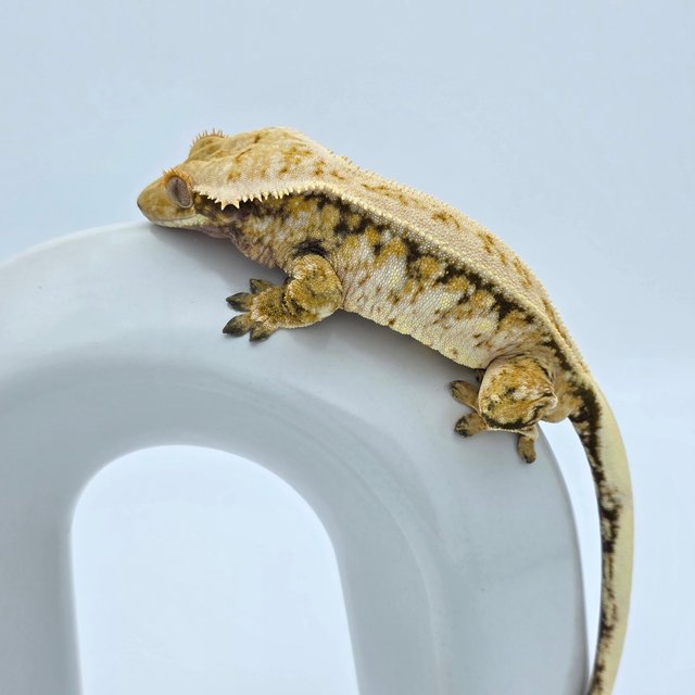 노멀 트라이 익스트림할리퀸 풀핀 드리피