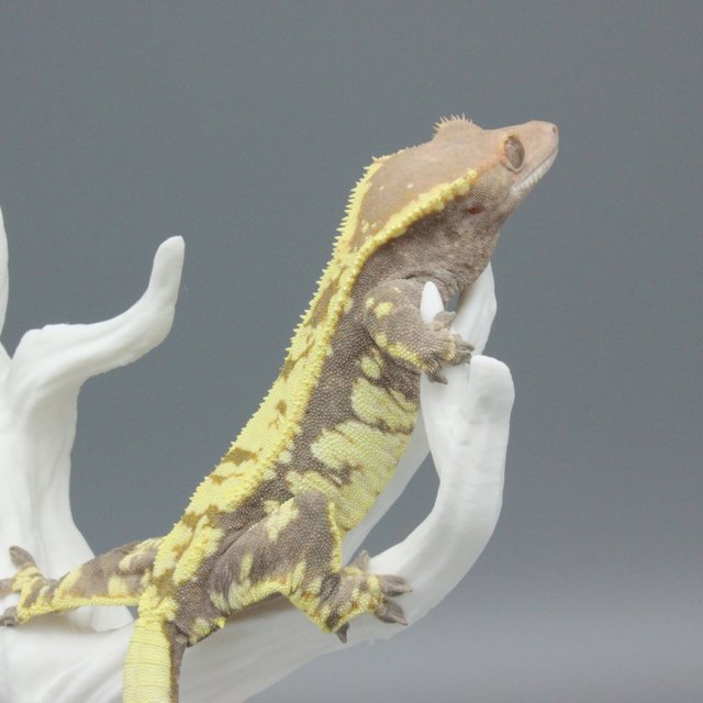 카푸치노 트라이