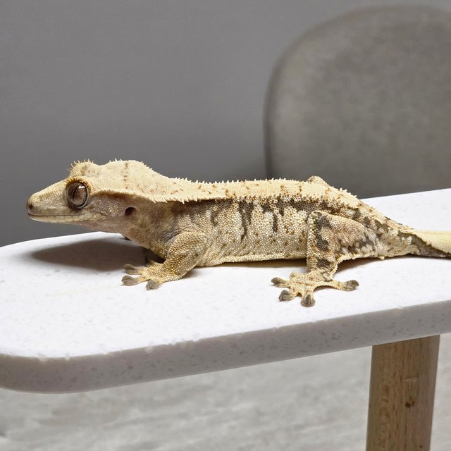 노멀 트라이 익스트림할리퀸 화이트스팟