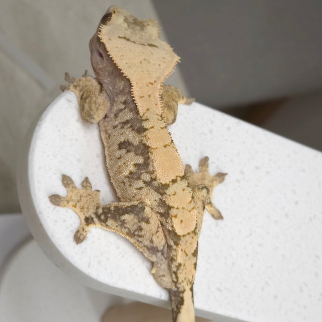 노멀 화이트스팟 트라이 익스트림할리퀸 화이트