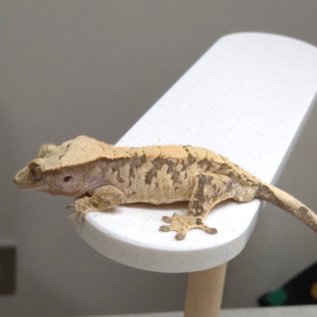 노멀 화이트스팟 트라이 익스트림할리퀸 화이트