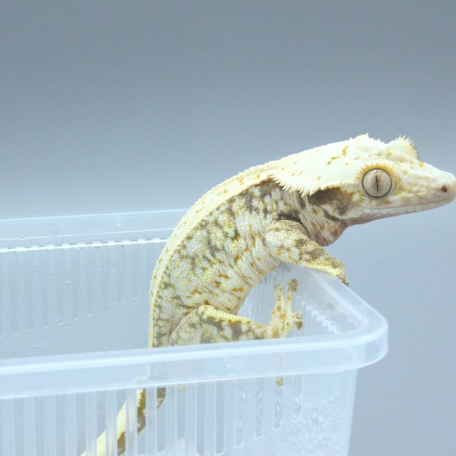 노멀 화이트 쿼드 핀스트라이프