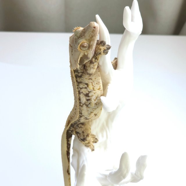 노멀 화이트 쿼드 핀스트라이프