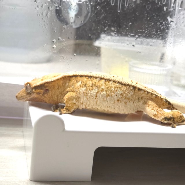 노멀 트라이 익스트림할리퀸 옐로우