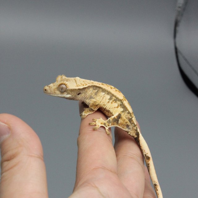 노멀 트라이 익스트림할리퀸