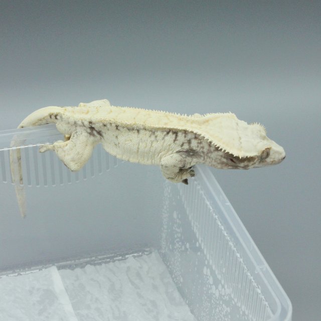 노멀 트라이 익스트림할리퀸 화이트