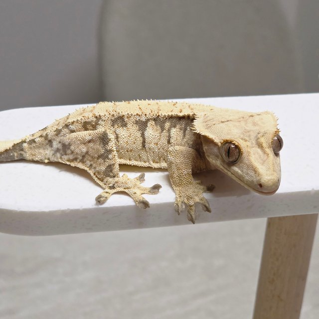 노멀 트라이 익스트림할리퀸 화이트스팟