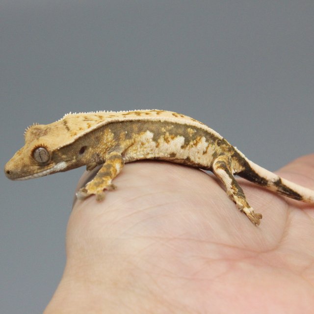 노멀 트라이 익스트림할리퀸