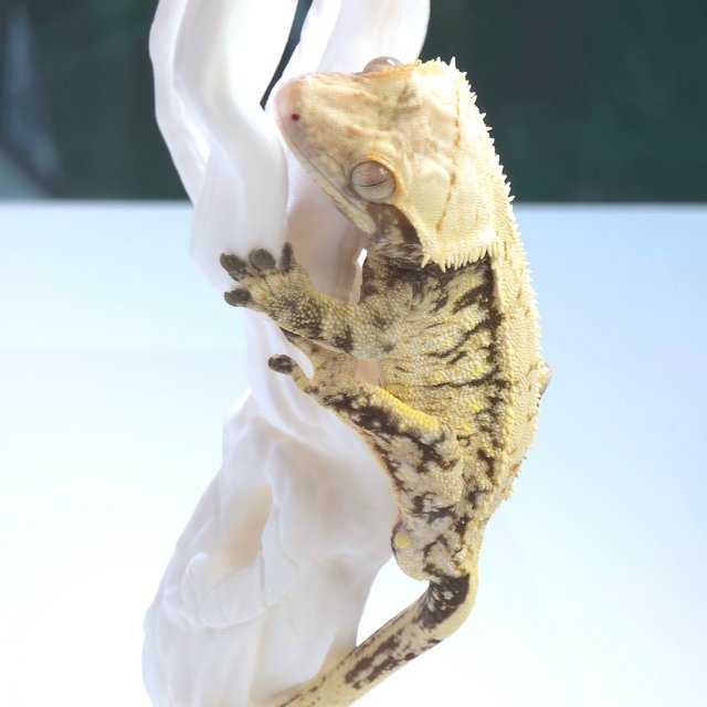 익스트림할리퀸