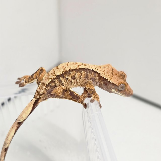 노멀 트라이 화이트스팟 익스트림할리퀸