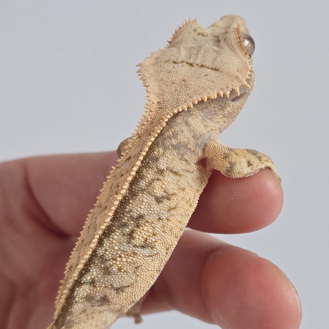 크림시클 핀스트라이프 화이트스팟