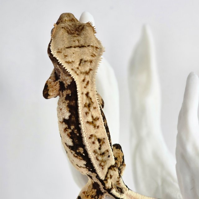 노멀 트라이 익스트림할리퀸