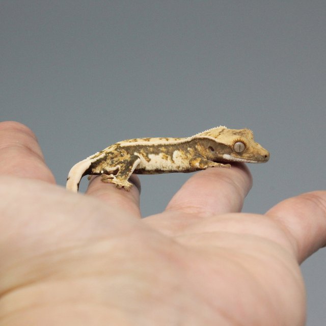 노멀 트라이 익스트림할리퀸