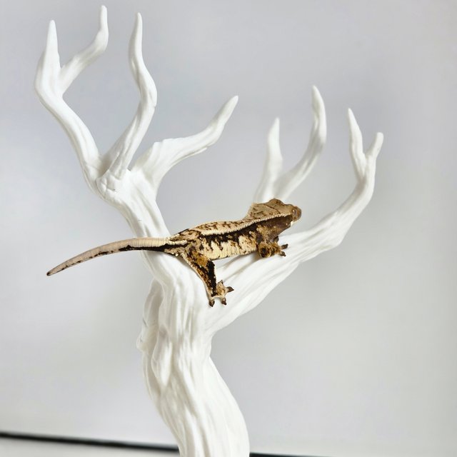 노멀 트라이 익스트림할리퀸