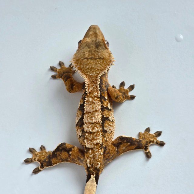 노멀 화이트스팟 텐저린