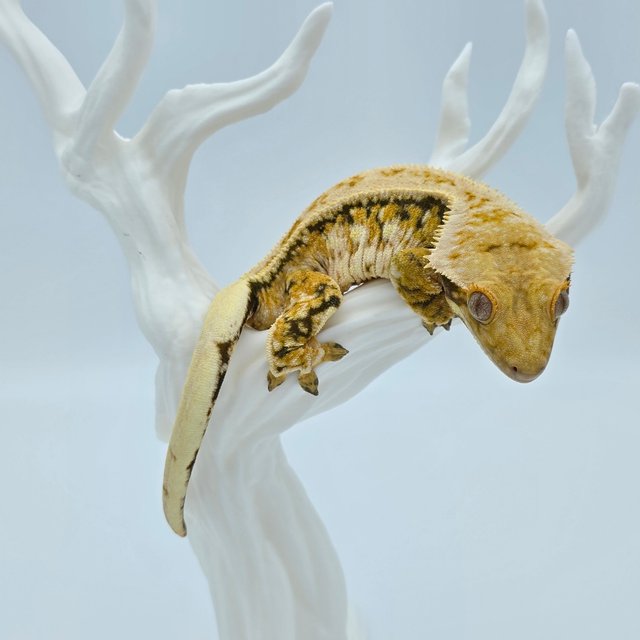 노멀 트라이 익스트림할리퀸 풀핀 드리피