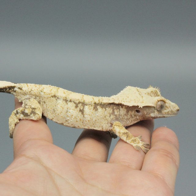 노멀 화이트 화이트스팟