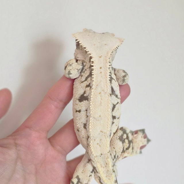 노멀 화이트 트라이 화이트스팟 드리피