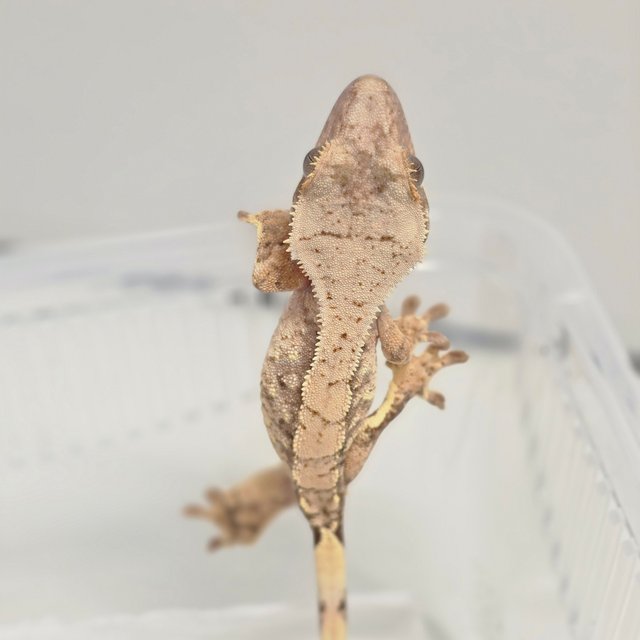 노멀 화이트 화이트스팟