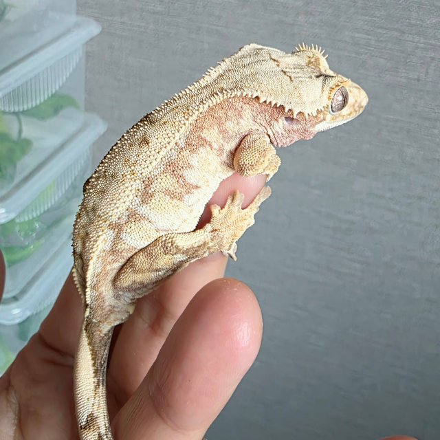 노멀 화이트스팟 크림시클