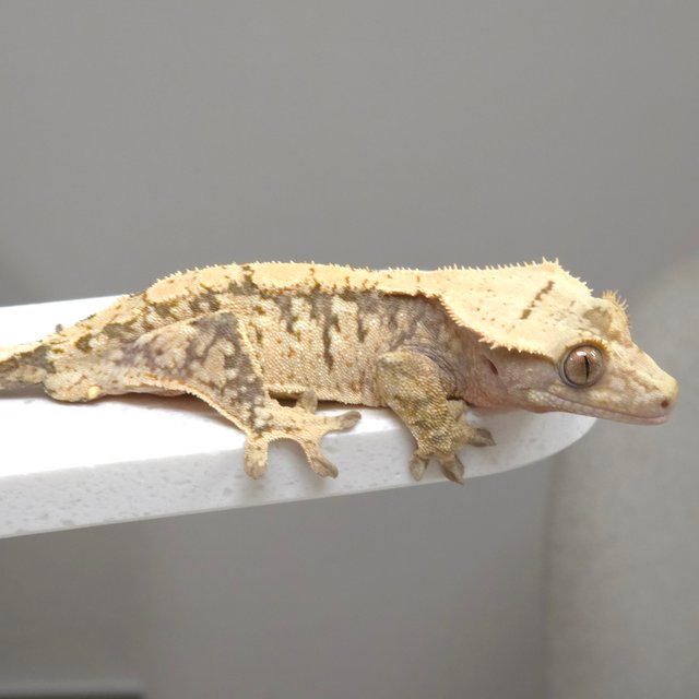 노멀 화이트스팟 트라이 익스트림할리퀸 화이트