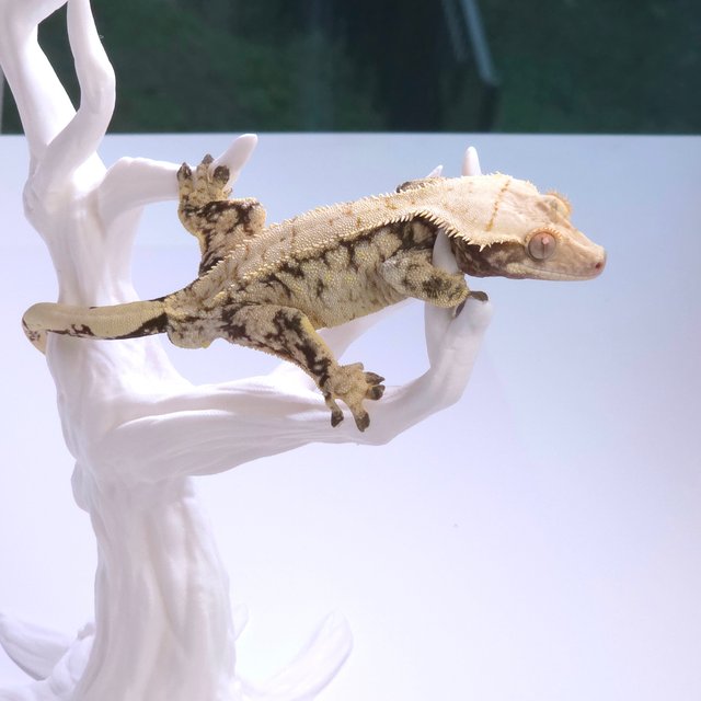 익스트림할리퀸