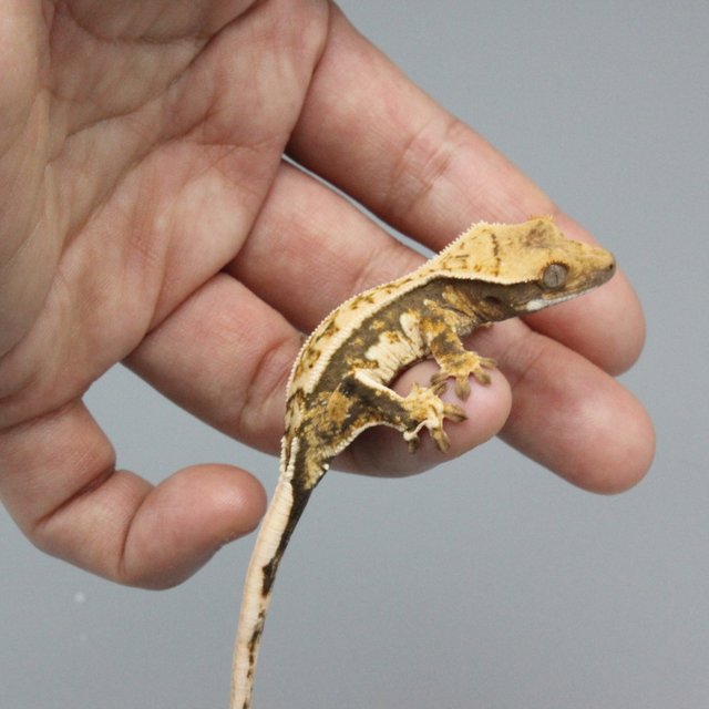 노멀 트라이 익스트림할리퀸