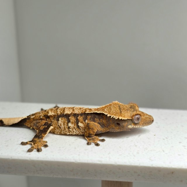 노멀 화이트스팟 텐저린