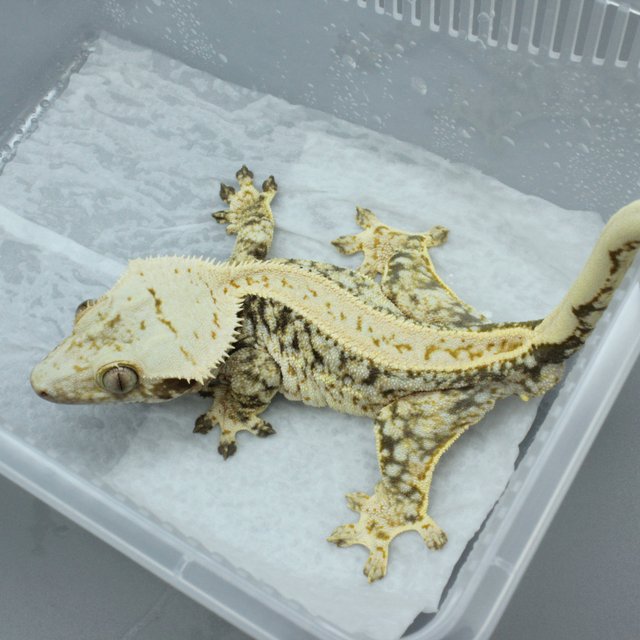 노멀 화이트 쿼드 핀스트라이프