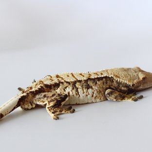 노멀 트라이 텐저린