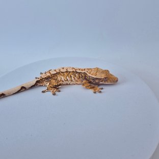 트라이 화이트스팟 텐저린 노멀