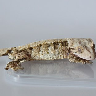 노멀 트라이 익스트림할리퀸