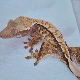 노멀 트라이 화이트스팟 타이거 텐저린