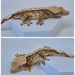 노멀 트라이 화이트스팟 타이거 텐저린