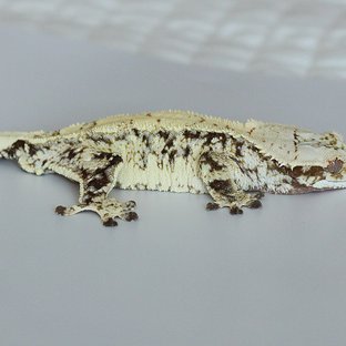 노멀 화이트스팟