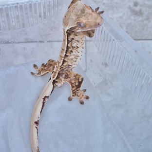 노멀 트라이 화이트스팟 타이거 텐저린