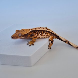 노멀 트라이 풀핀 타이거 텐저린 할로윈