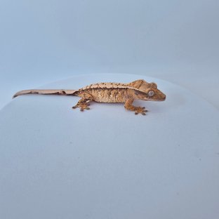 노멀 트라이 텐저린