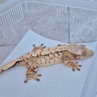 노멀 익스트림할리퀸 텐저린