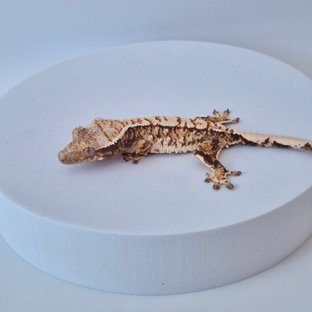 노멀 트라이 타이거 텐저린 화이트스팟